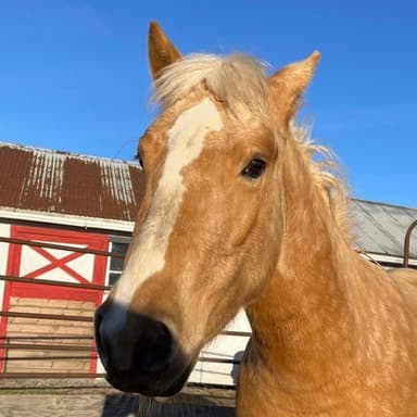 Hollywood, a palomino with a white blaze